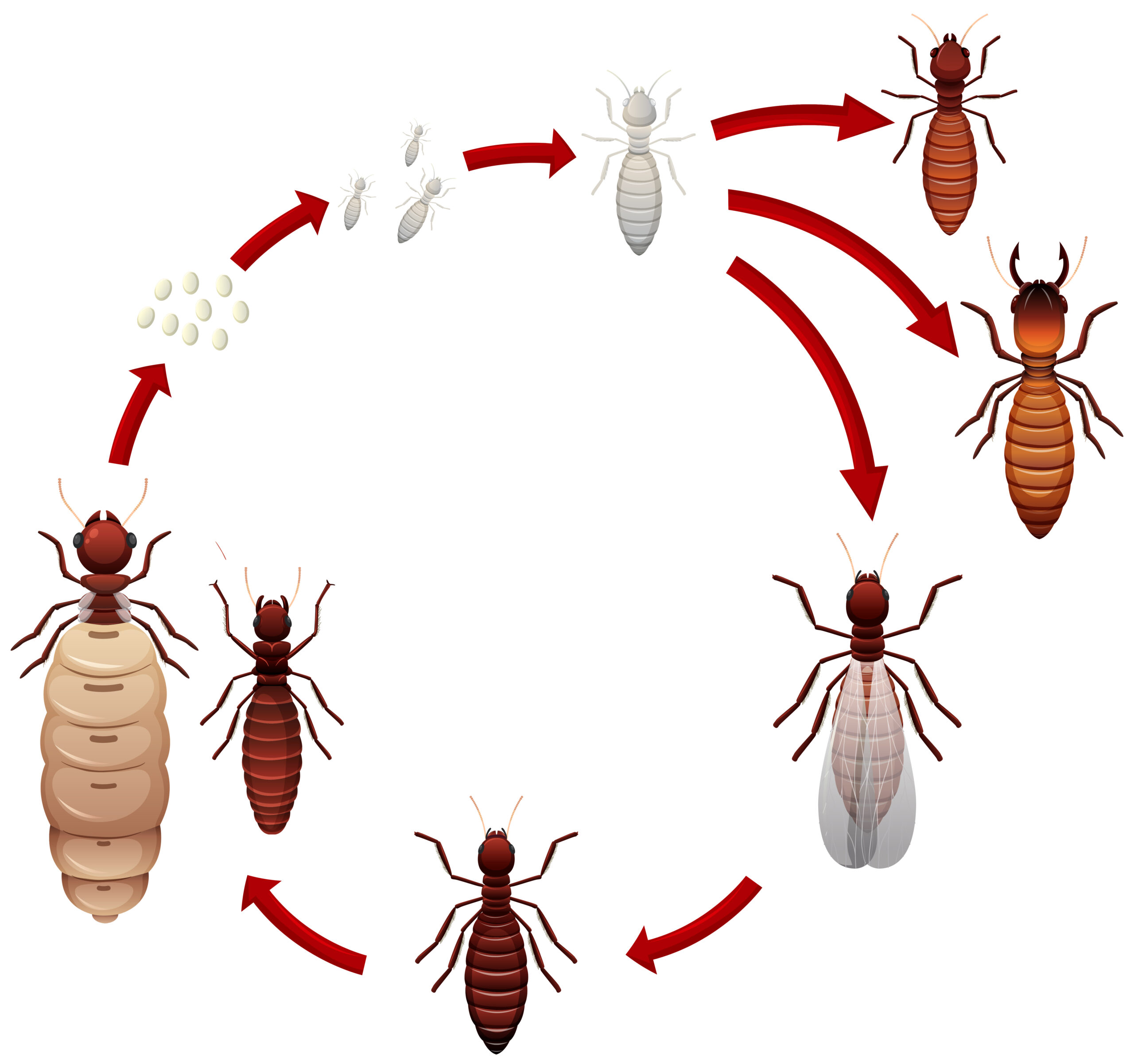 A Termite Life Cycle Pest Removal Warrior