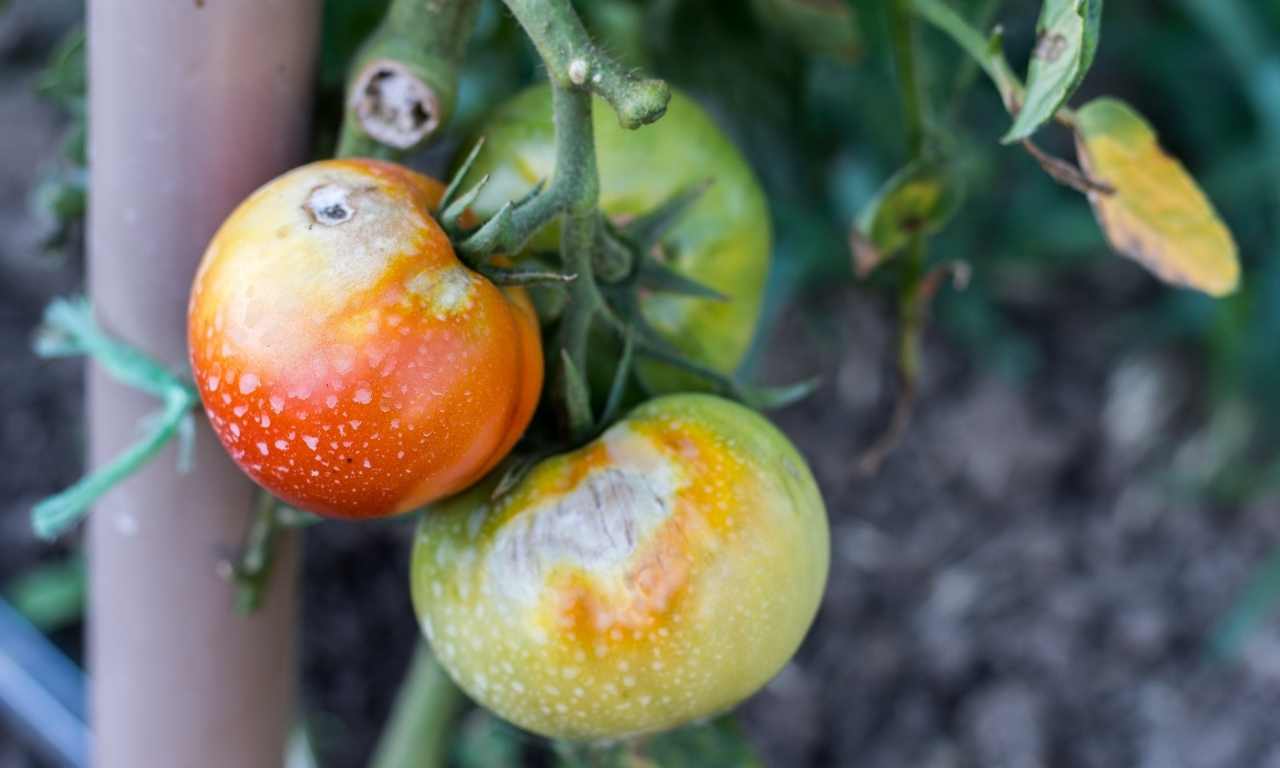 Bugs eating tomatoes at home