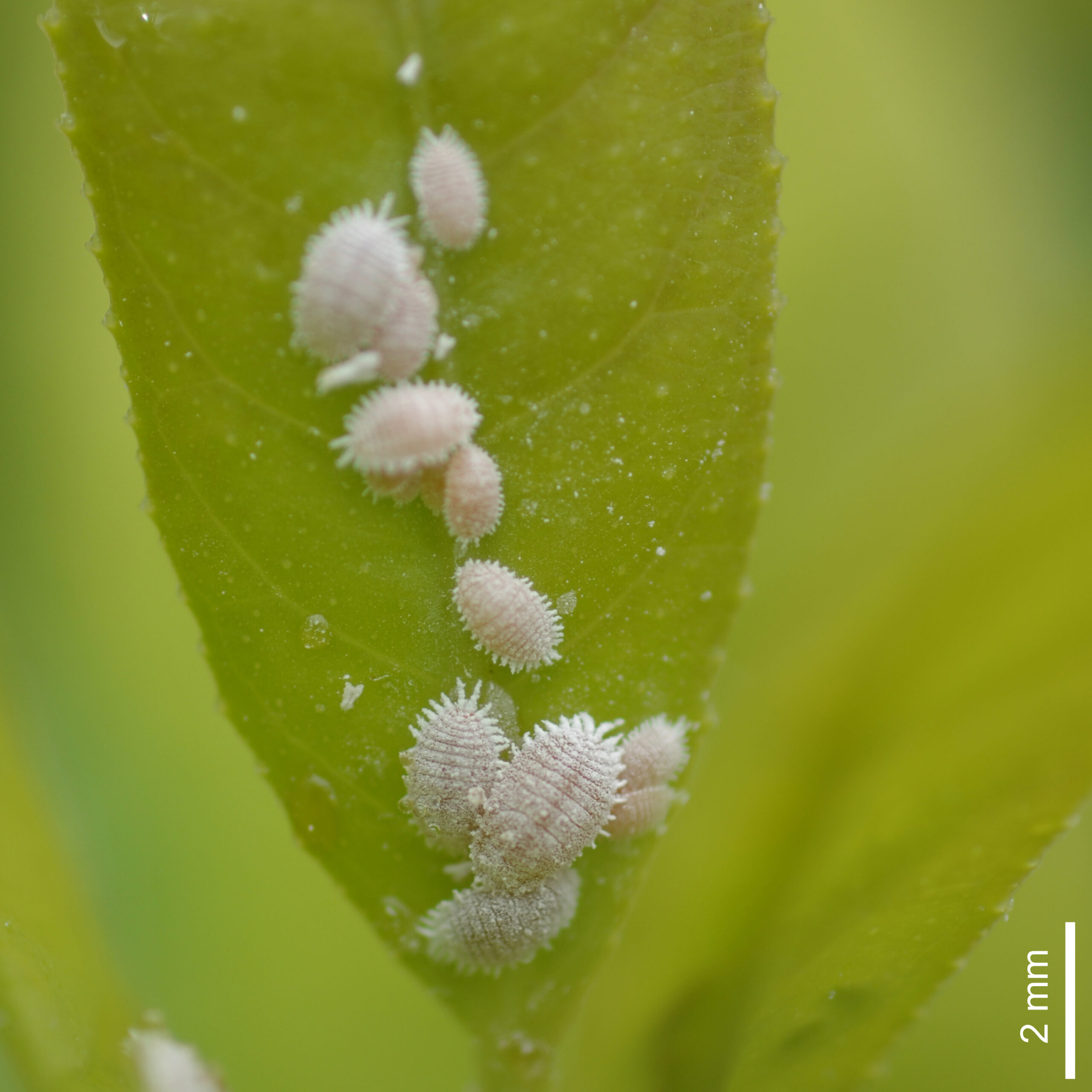 what is insect mealybug