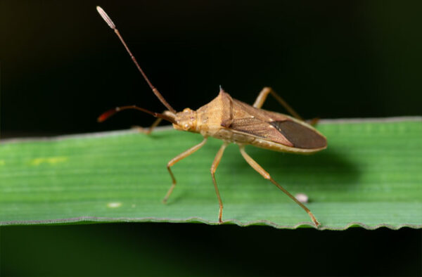 What Can You Do To Get Rid Of Bugs Eating Tomatoes At Home?