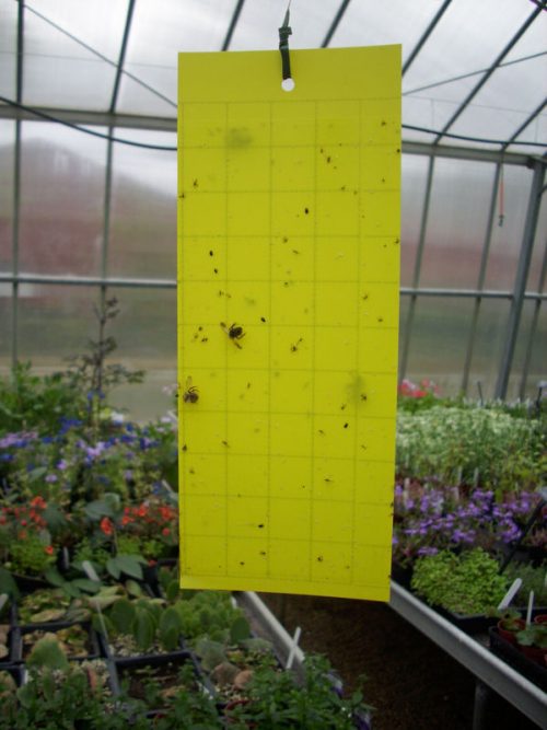 do fly traps work or just attract more flies