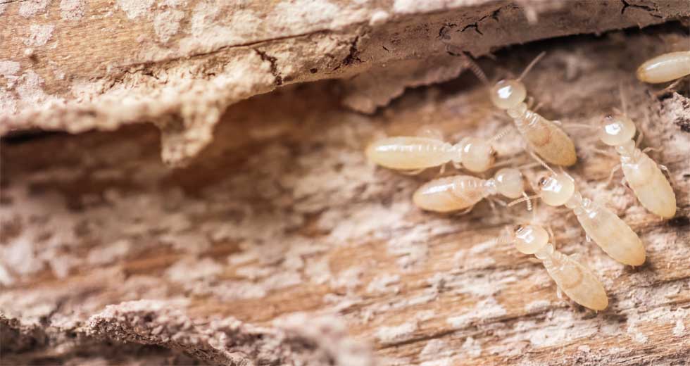 termites