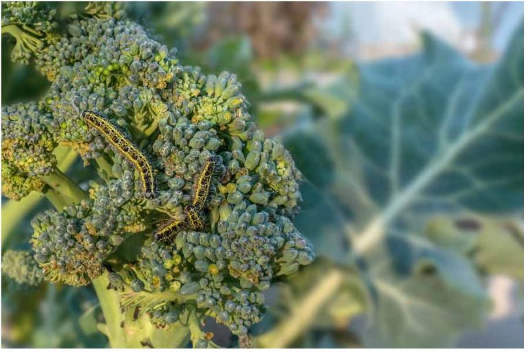 16 Best Ways To Keep Caterpillars Away From Broccoli