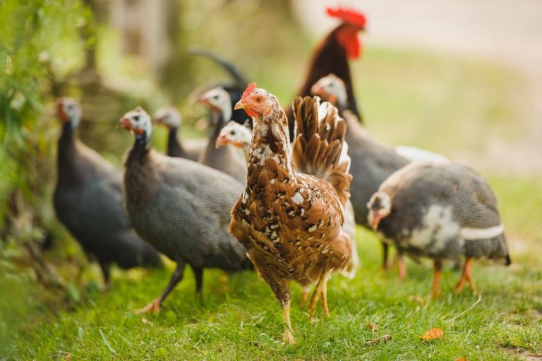 15516454 – a group of guinea fowl and chicken feeding outdoor | Pest