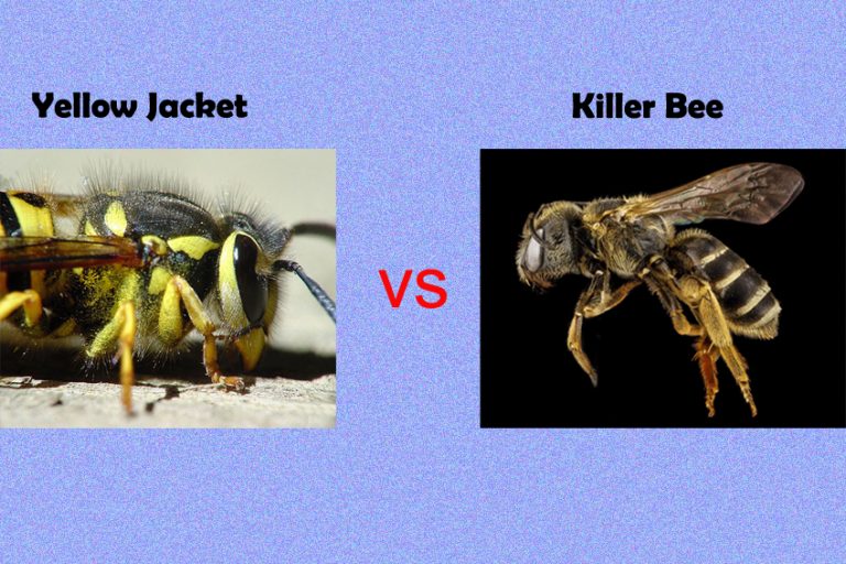 Yellow Jacket Vs Killer Bee Who Will Win?