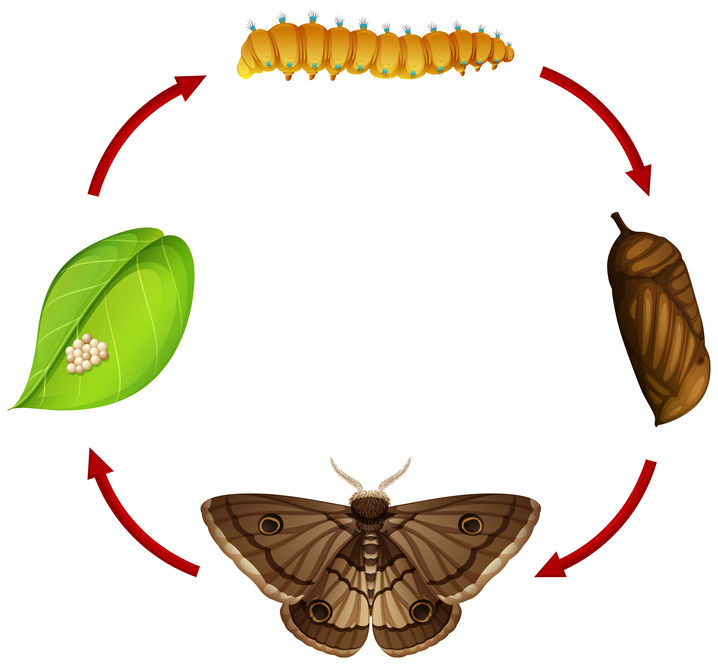 Moth Life Cycle Stages