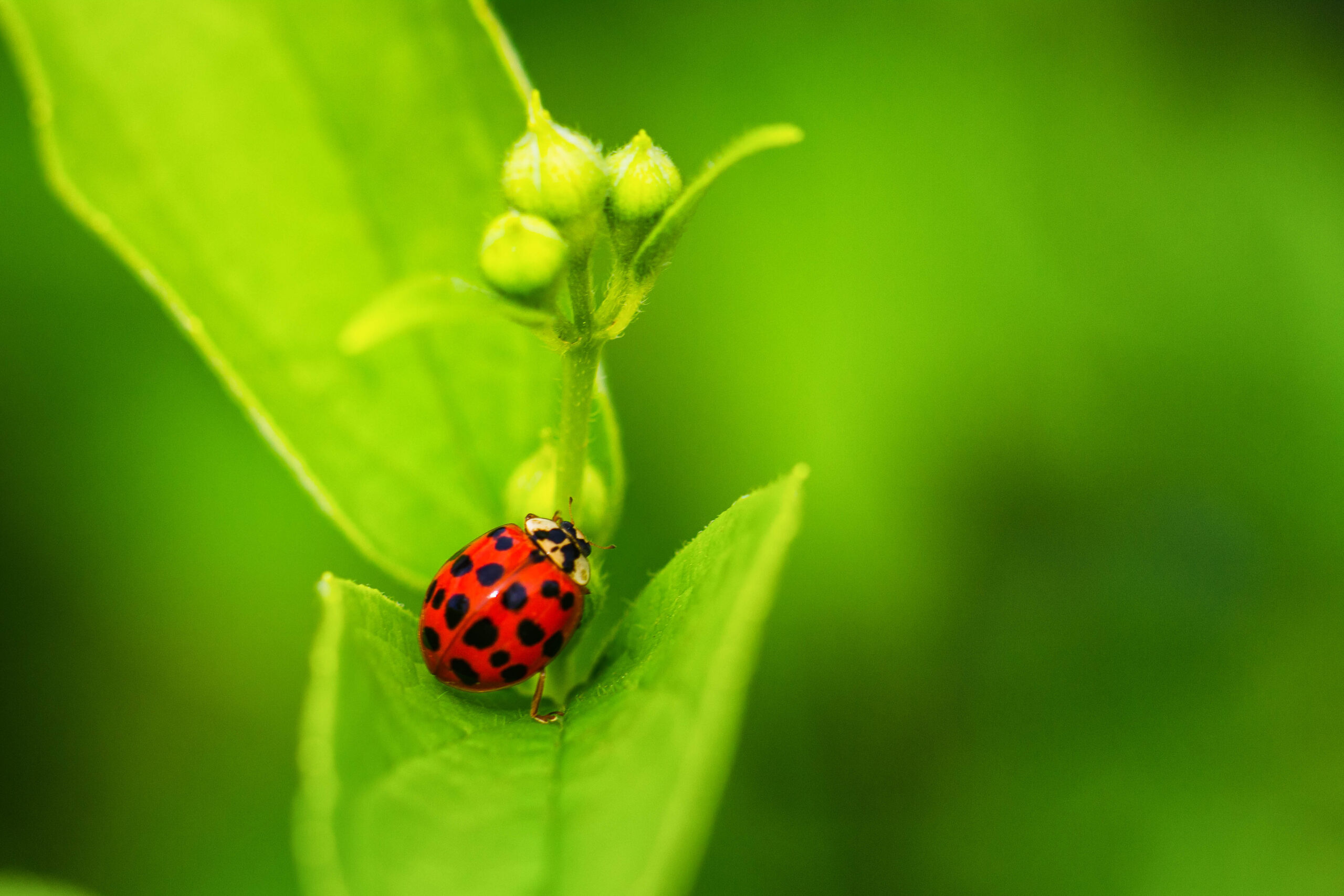 Top 15 Remarkable Ways To Get Rid Of Lady Bugs From Garden