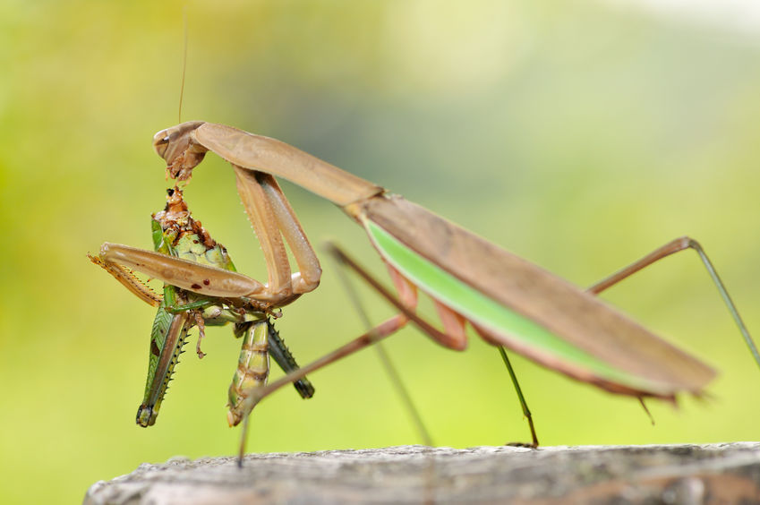 praying mantis prey