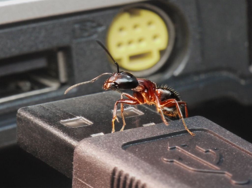 ants inside laptop