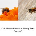 Can-Mason-Bees-And-Honey-Bees-Coexist