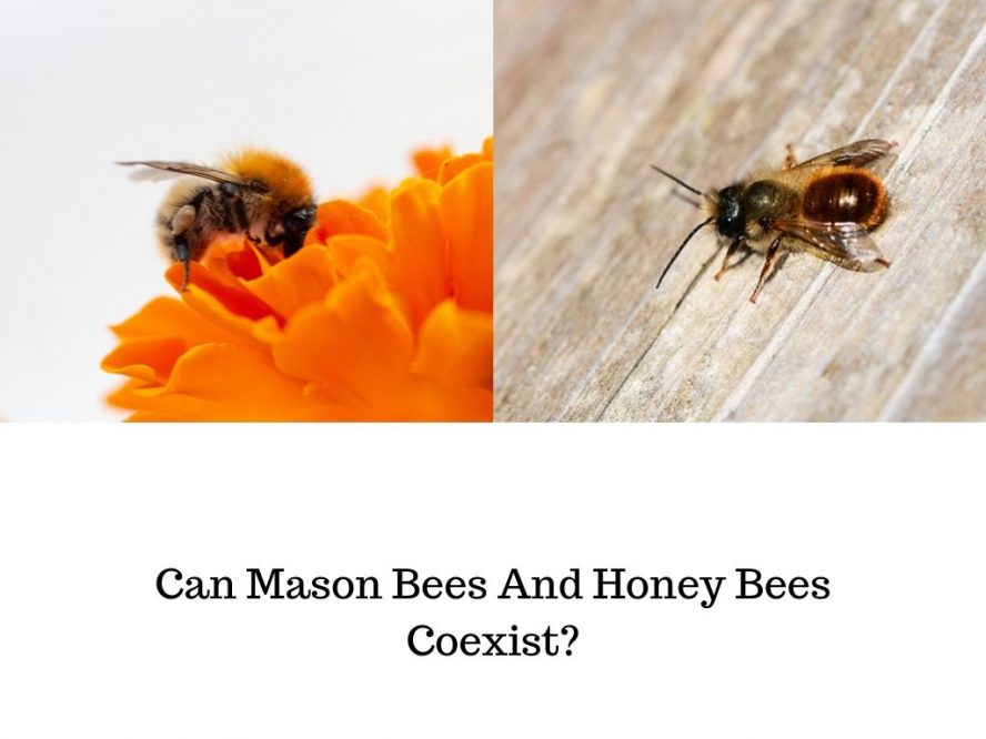 Can-Mason-Bees-And-Honey-Bees-Coexist