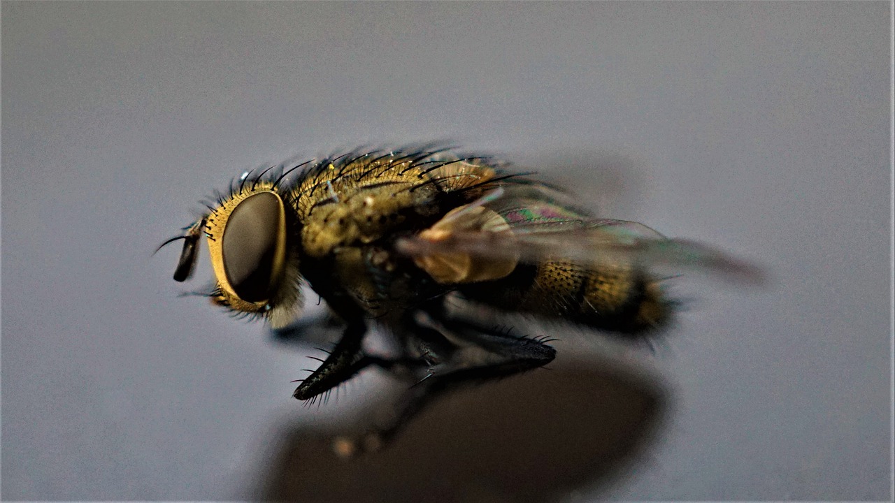 Housefly Flying