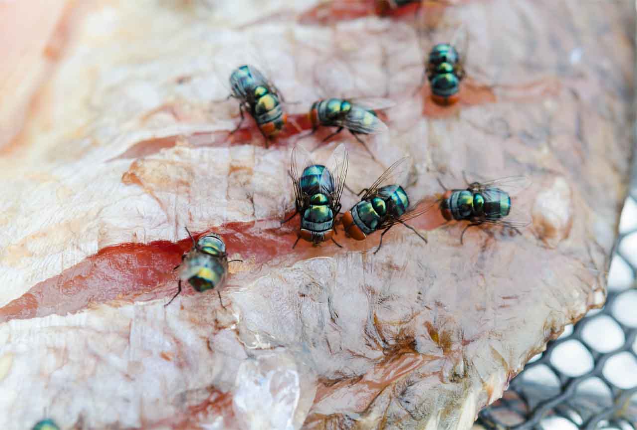 Flies Eating