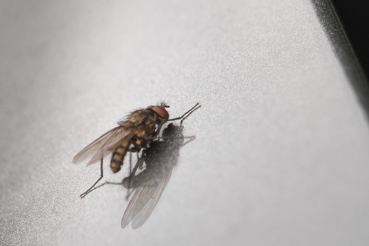 Why Do Flies Sleep On The Ceiling?