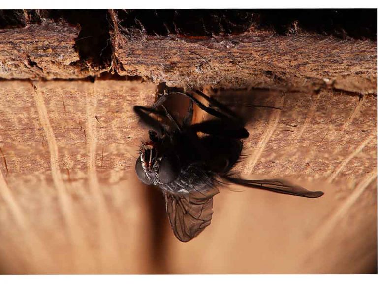 Why Do Flies Sleep On The Ceiling?