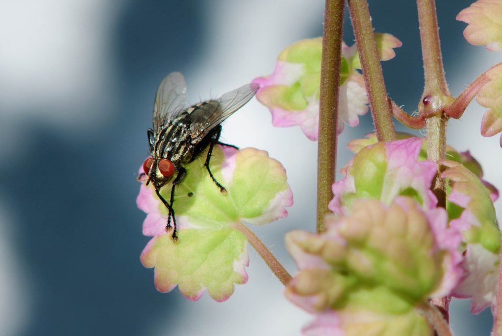 Can Flies Fly Upside Down?