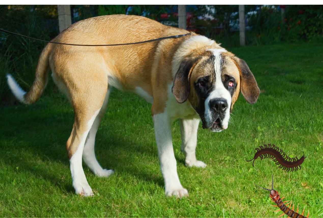 Are centipedes poisonous to dog