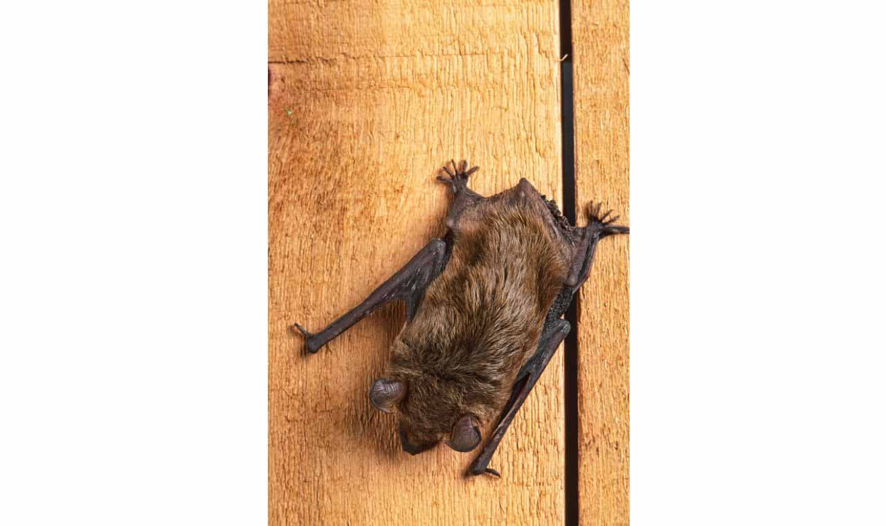 Flying Fox vs. Bats (What Are The Differences)