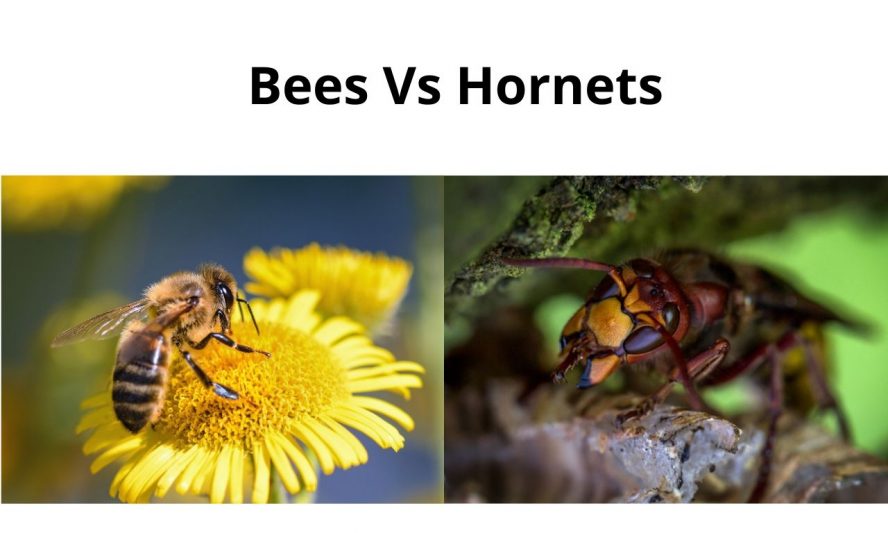 Bees Vs Hornets