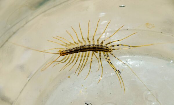 Can centipedes survive underwater | Pest Removal Warrior