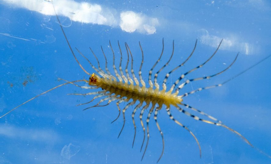 Centipedes Swimming