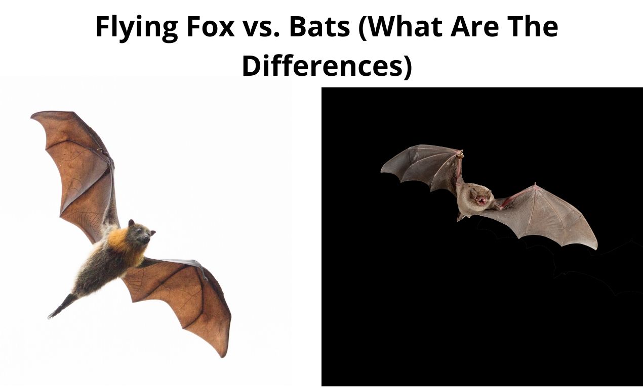 Flying Fox vs. Bats (What Are The Differences)