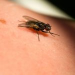 Housefly Sitting On Human