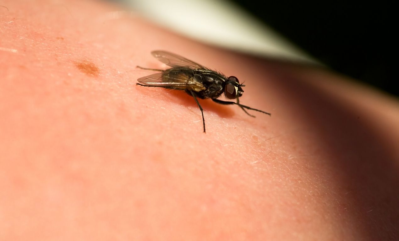 Housefly Sitting On Human