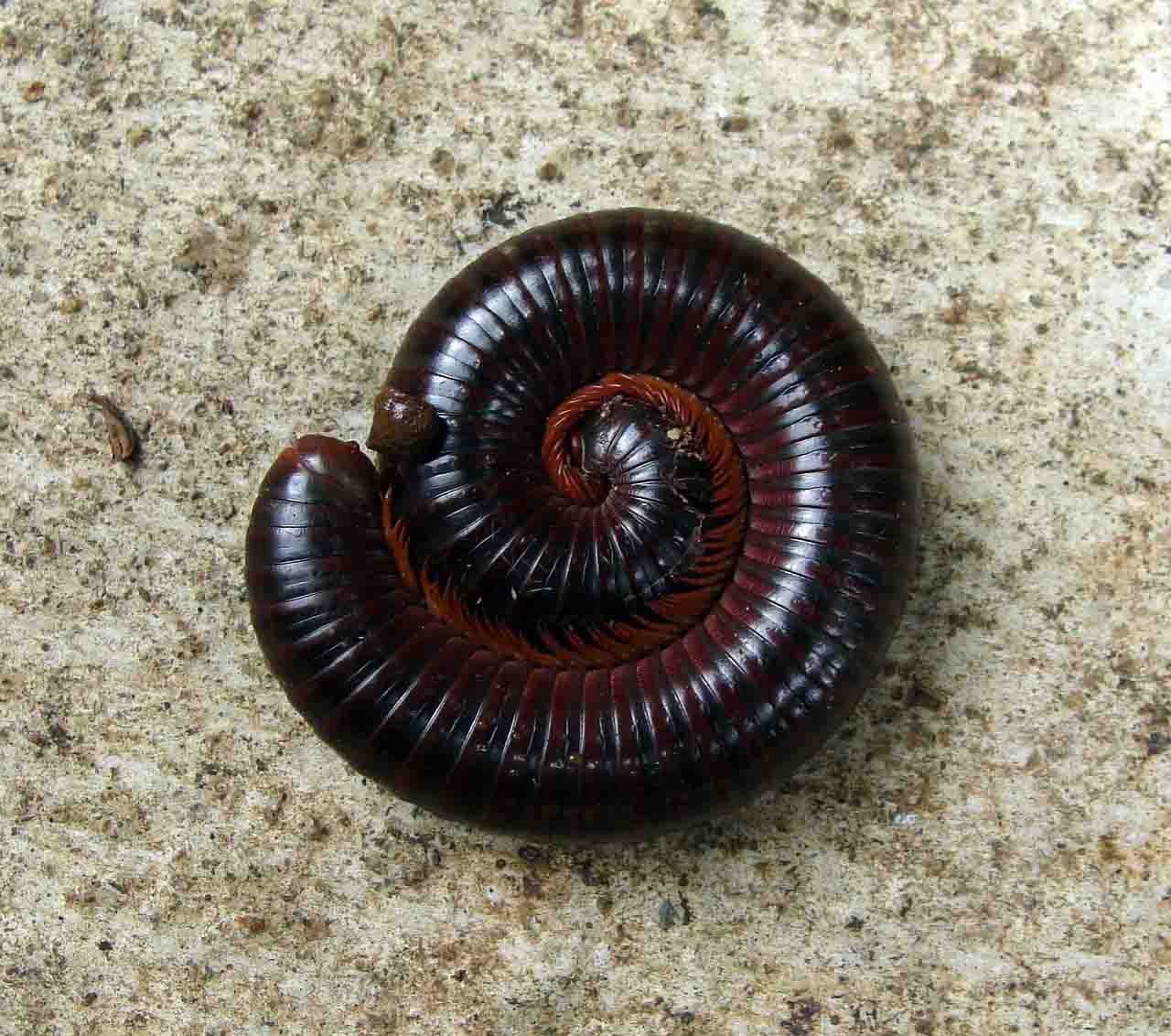 Millipede new