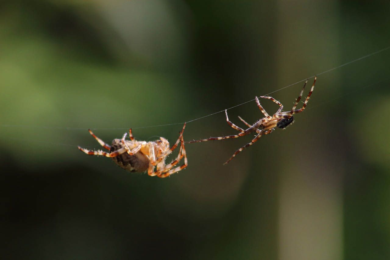 Spiders Mating 