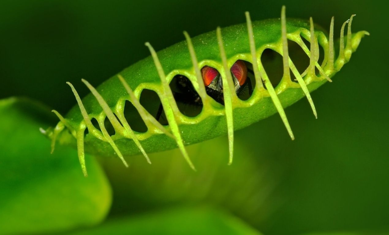 Venus fly trap