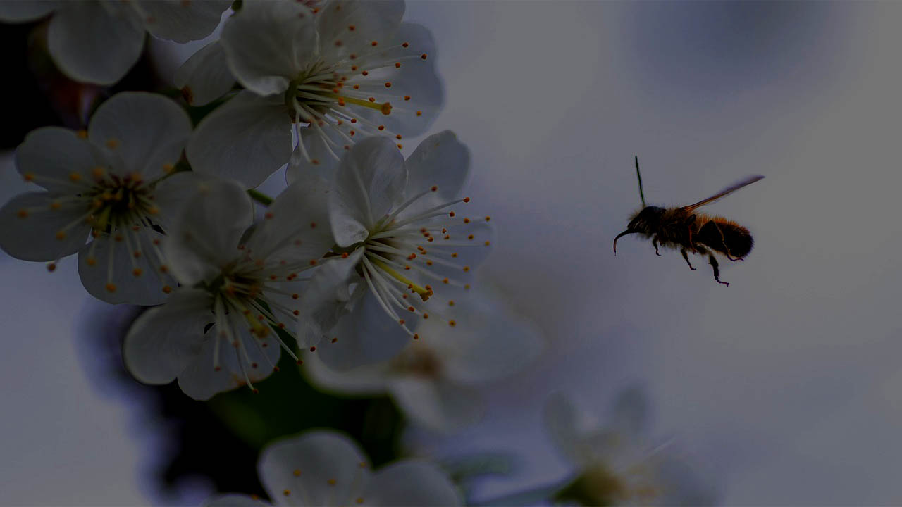 Bee Encounter At Night