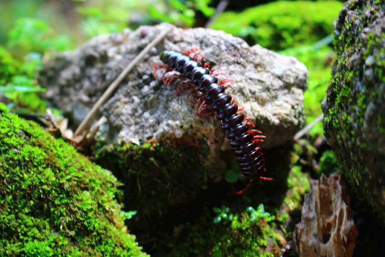 centipede in dark place