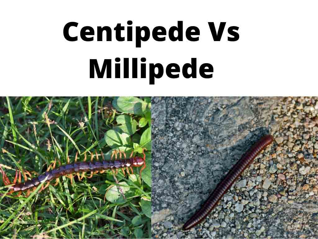 Centipede Vs Millipede