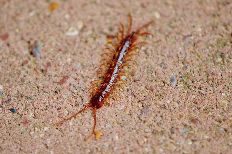 Can You Kill A Centipede With RAID?