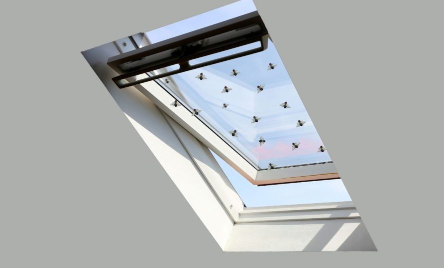 Flies inside skylight