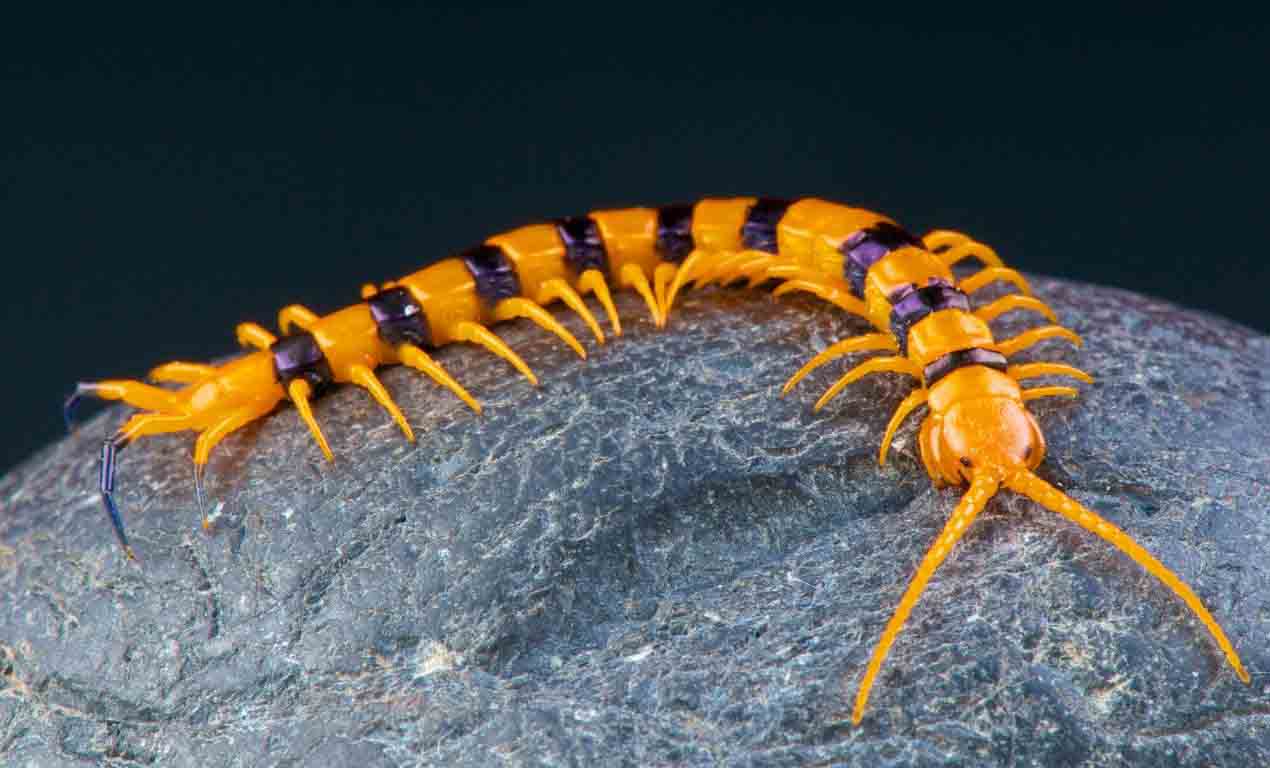 Scolopendra gigantea