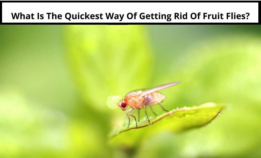What Is The Quickest Way Of Getting Rid Of Fruit Flies_original