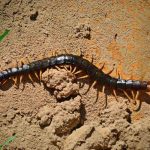 are centipedes good for plants