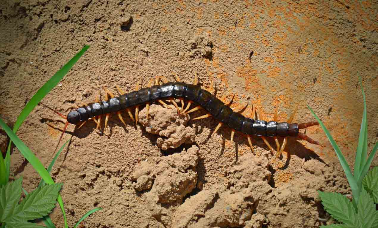 are centipedes good for plants