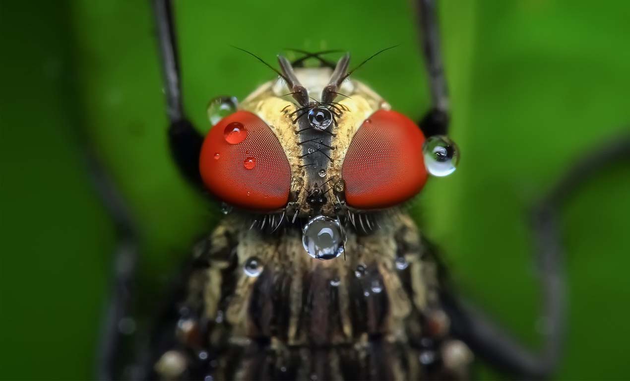 compound eyes fly