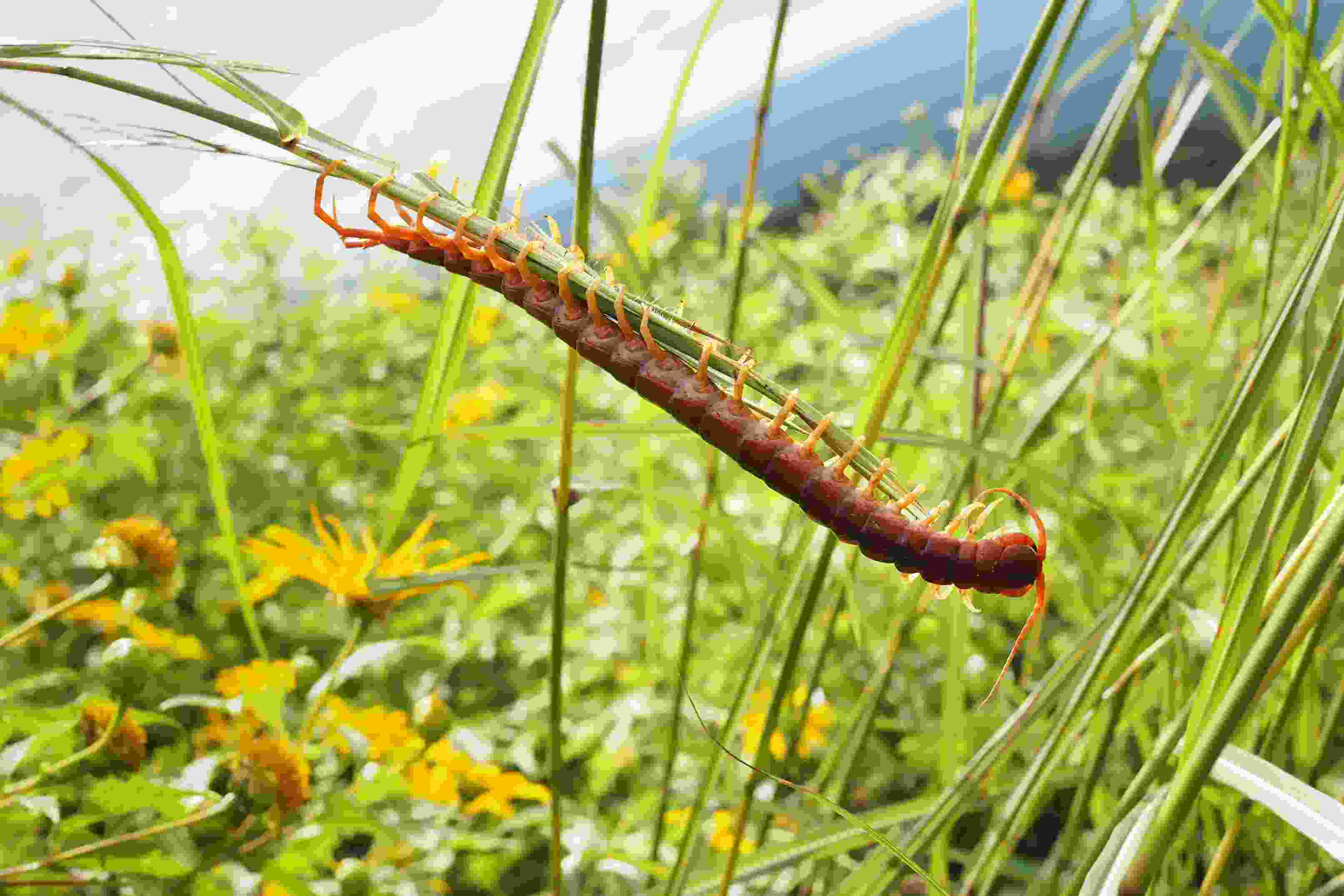 garden centipede real