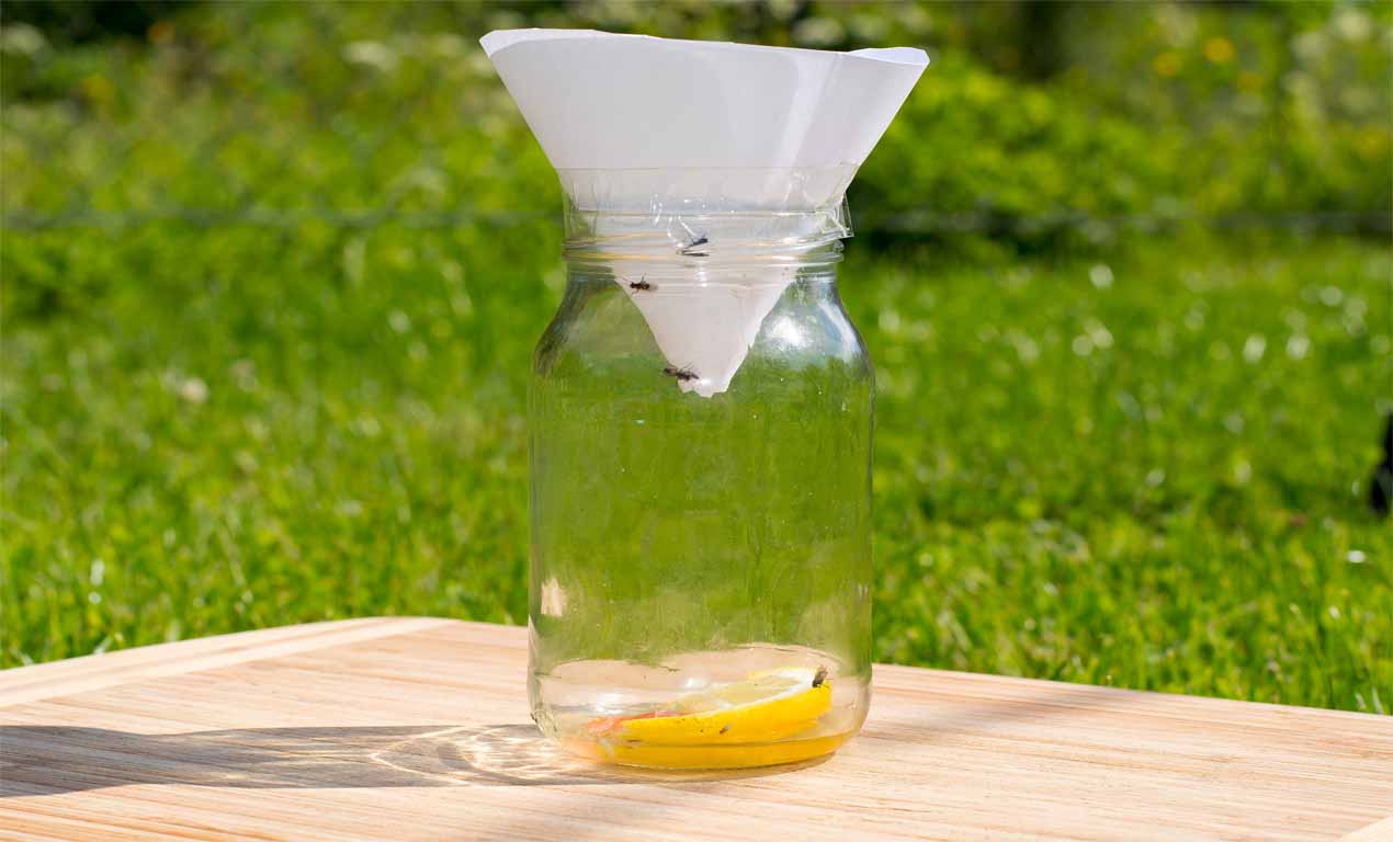 how-to-get-rid-of-fruit-flies-with-lemon