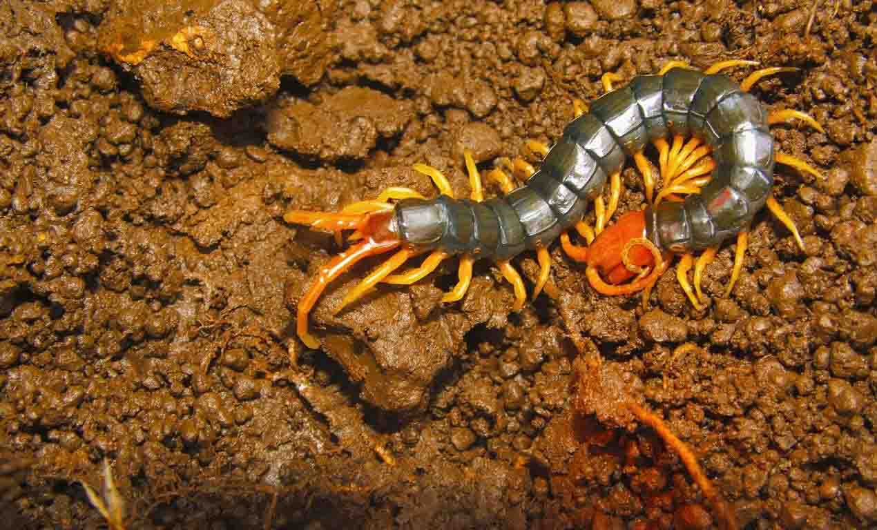 giant centipede