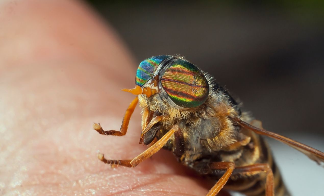 What Eats A Horsefly