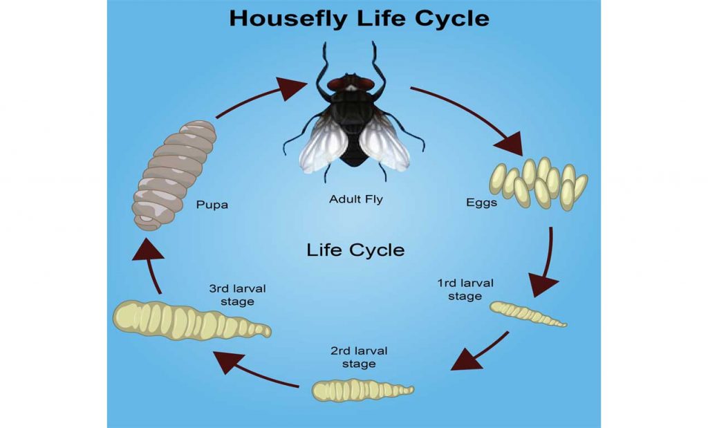 Housefly Life Cycle: Various Stages Of Development