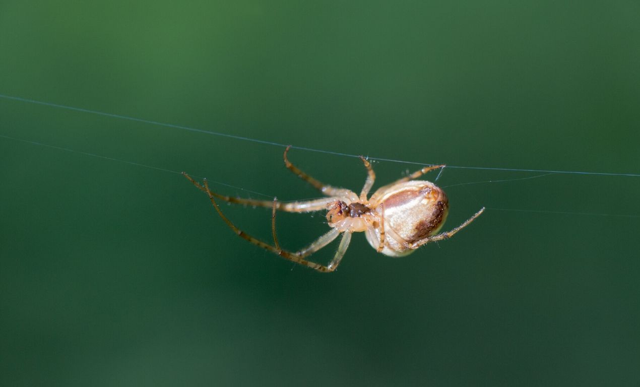 Spider Building NEt