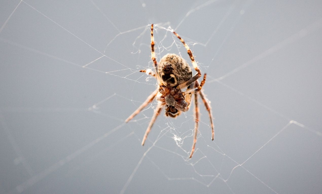 Spider Making Web