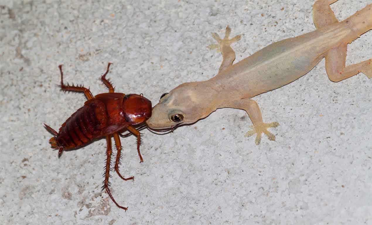 lizard eating cockroach