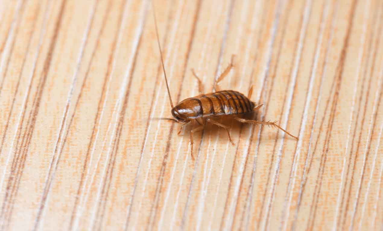 nymph baby cockroach